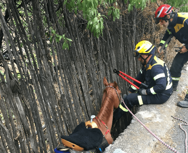 Imagen de los efectivos de bomberos trabajando para liberar al animal (Foto TA)